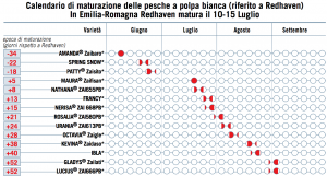 pesche pesca bellini