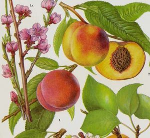 pesche pesca bellini
