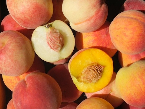 pesche pesca bellini