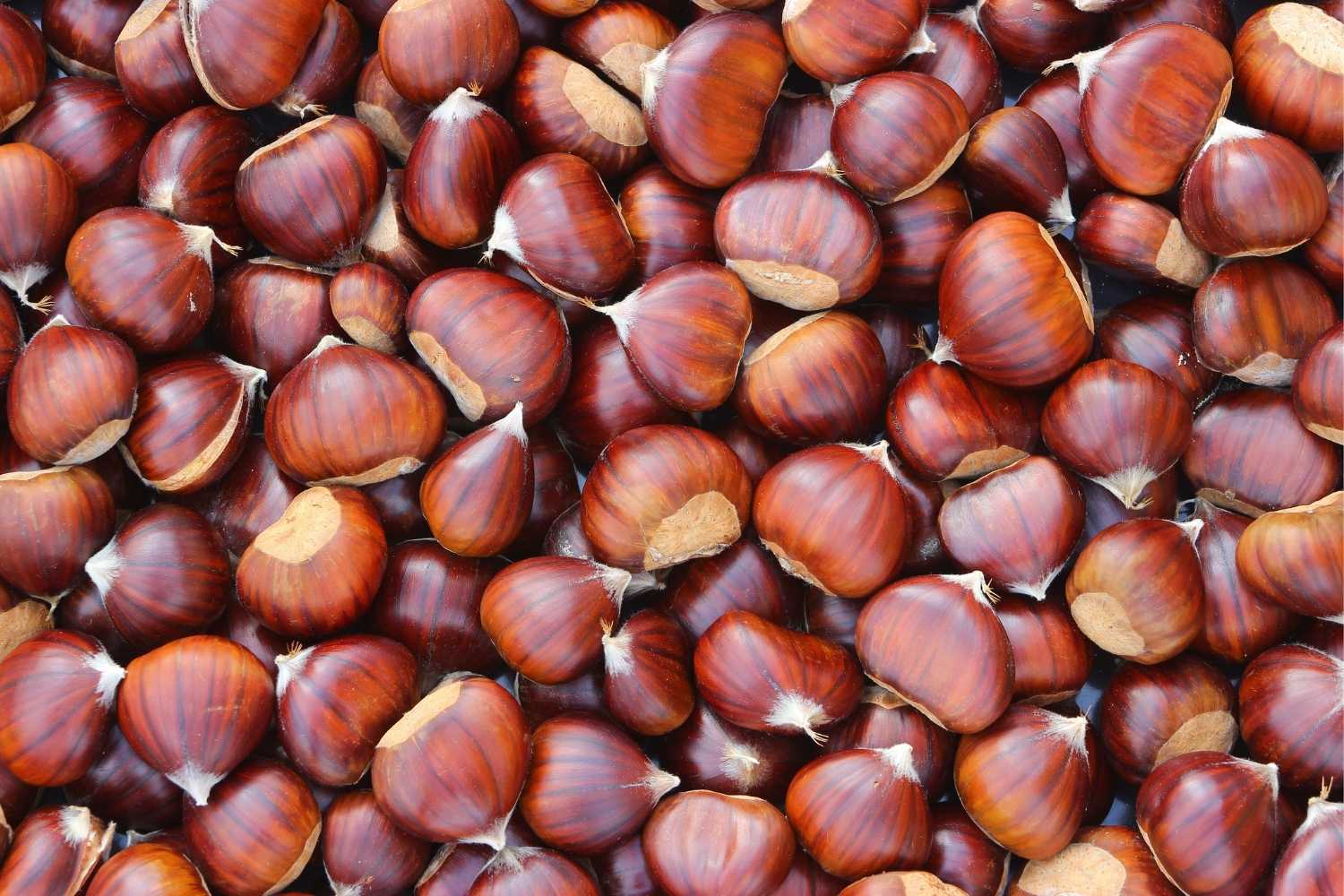 webinar-castagne-cocktail