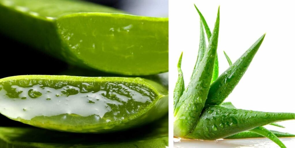 due immagini di foglie di aloe vera. In una le foglie sono sezionate per fare vedere il gel fogliare